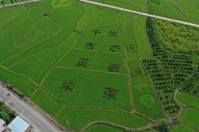 興安縣全新農機專業合作社黨支部 黨建引領“風帆勁” 鄉村振興“別樣紅”